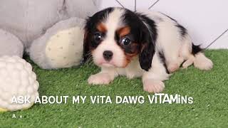 Cavalier King Charles Spaniel Puppy Casey SD 480p [upl. by Meade]