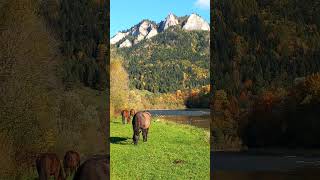 Piękna jesień Trzy Korony Sromowce Niżne Dunajec Pieniny travel mountains autumn [upl. by Otte]