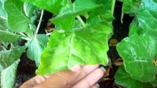 My Swiss Chard and Collard Greens [upl. by Tybalt]