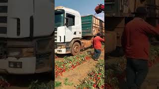 Tomato harvest [upl. by Eleni]