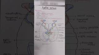 Optic Nerve anatomy [upl. by Netsirk]