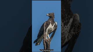 The martial eagle [upl. by Ile183]