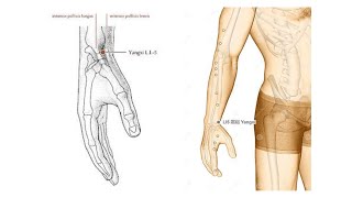 LARGE INTESTINE 5 YANGXI YANG STREAM [upl. by Dwan]