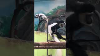 Adorable Colobus Monkey amp Baby Bonding in the Wild Primate Nature [upl. by Eilahs]