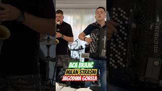 JAGODINA GORELA  ACA BRAJIC  MILAN STRASNI live uzivo music svadba milanstrasni brajic [upl. by Gilberte267]