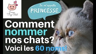 😸Les 60 noms de chats les plus populaires en France 😸Quel nom choisir pour votre chat 😸 [upl. by Gerrie394]