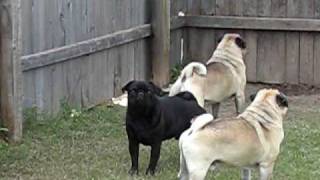 Pugs Barking At Nothing [upl. by Droflim]