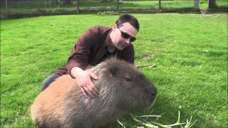 Making Friends with a Capybara [upl. by Reitman]