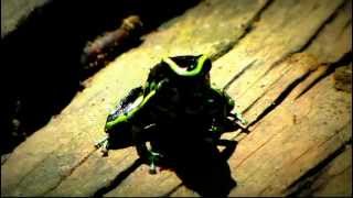 Baumsteigerfrösche yellowstriped poison frog  Dendrobates truncatus [upl. by Bernete]