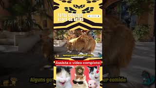 Curiosidades sobre os gatos Parte 4 gato gatos gatinhos gatosengraçados gatosfofinhos animal [upl. by Rida]