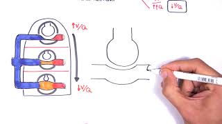 Respiratory System Physiology  Ventilation and Perfusion VQ Ratio Physiology [upl. by Prince]