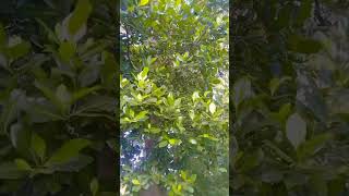 Jackfruit treeyoutubeshortsubscribe [upl. by Naivart]