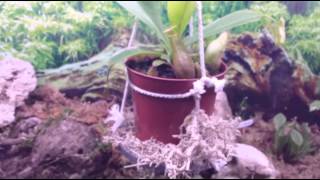 Terrarium tropical plantes carnivores [upl. by Fredela]