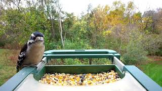 20241109 Downy Woodpecker [upl. by Dimah]