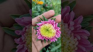 Asterplantcarenature gardenflowerplants shortsvideo flowers garden shortsvideo [upl. by Peterus]