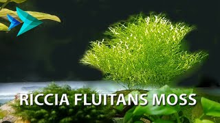 Tying Riccia Fluitans Aquatic Moss to Coconut Shell How to DIY [upl. by Ateekram562]