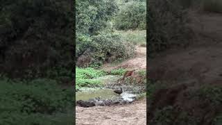 A Hammerkop Fishing For Fairy Shrimp  Kariega Game Reserve [upl. by Otxis]