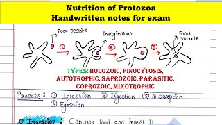 Protozoa nutrition [upl. by Notsud]