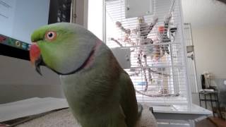 Indian Ringneck parrot talking [upl. by Aniretac183]