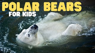 Polar Bears for Kids  Learn all about these apex predators [upl. by Foushee100]