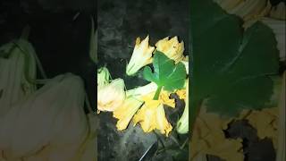 Village food pumpkin leaves and flowers recipe youtubeshorts [upl. by Anneehs]