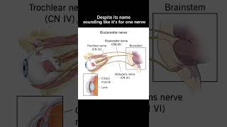 What is the oculomotor nerve [upl. by Gerc]