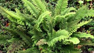 Polystichum setiferum  FlaumfederFiligranfarn  Mossy Soft Shield Fern [upl. by Ttereve513]