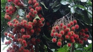 Rambutan tree with Fruits  Nephelium lappaceum [upl. by Nyrhtac]