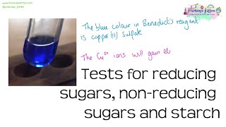 Benedicts test for reducing sugars nonreducing sugars and starch  Revision for Biology ALevel [upl. by Oicnecserc]