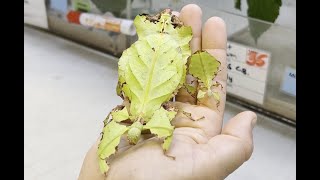 Giant Leaf Insect  Creature Closeups  California Academy of Sciences [upl. by Ylecara]