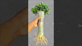 Adenium long caudex bonsai bonsaiadenium 081915543443 [upl. by Cherye763]