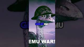 How Emu won the war with Australia [upl. by Vaasta]