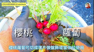 櫻桃蘿蔔 Cherry Radish｜很適合小朋友學習種植與觀察的蔬菜｜紅皮白肉可切成薄片 [upl. by Madancy]