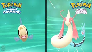 How to Find Feebas amp Evolve Into Milotic in Pokemon Brilliant Diamond amp Shining Pearl [upl. by Yhtommit]