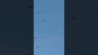 Seagulls in the parking lot [upl. by Nanni]