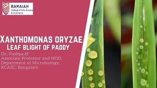 Bacterial Blight disease of paddy [upl. by Boyer]