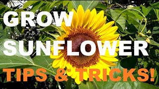 HOW TO GROW SUNFLOWER  GARDENING PHILIPPINES [upl. by Cathrin]