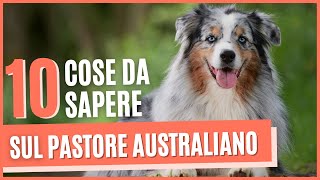 PASTORE AUSTRALIANO curiosità  Cose da sapere prima di prendere un pastore australiano [upl. by Dahcir134]