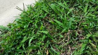 Identifying and controlling Broadleaf Paspalum aka Dallisgrass [upl. by Notreb811]