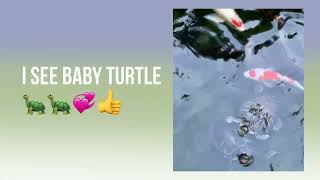 Marvellous cute 🐢🎏💞koi amp turtlesturtlelove koifish turtleloveraction cutereptile cutekoifish [upl. by Jaime428]