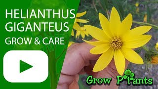 Helianthus giganteus  grow amp care [upl. by Aihsar]