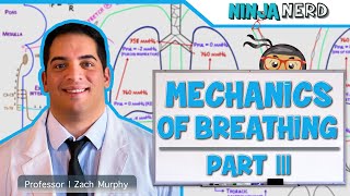 Respiratory  Mechanics of Breathing Expiration  Part 3 [upl. by Edualc]