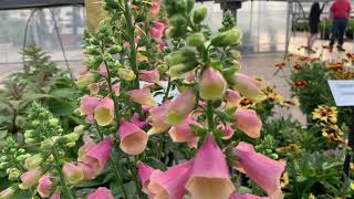 Digitalis Arctic Fox Rose  Sant Open House 2019 [upl. by Myriam63]