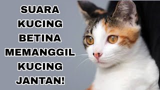 SUARA KUCING BETINA MEMANGGIL KUCING JANTAN [upl. by Neau851]