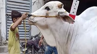 Masha Allah beautiful bull brahman bulllovers cowcattlefarm [upl. by Lyontine]