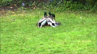 Mallard Ducks fighting to mate with female [upl. by Giddings]