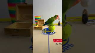 Bird Training  Smart lovebird Parrot  Smart Little Cute Parrot training smartparrot cute [upl. by Iew759]