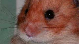 Funny hamsters  funny hamster video  Part 7 [upl. by Meter64]