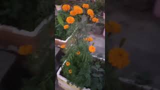 winter flowers gardening in indiawinter flower plants for gardenmarigoldflowerplants winterseason [upl. by Erialc]