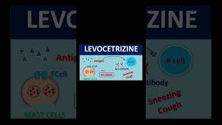 Mechanism of action of cetirizine LCZ 💊  Anti Histamine  Anti allergic tablet [upl. by Leunad588]